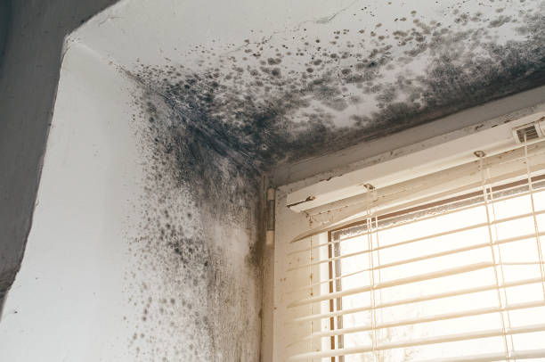 Affordable Mold Cleanup solutions in Columbia, MD